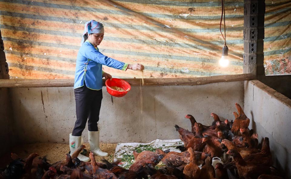 Feeding chickens