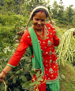 Woman harvesting beans