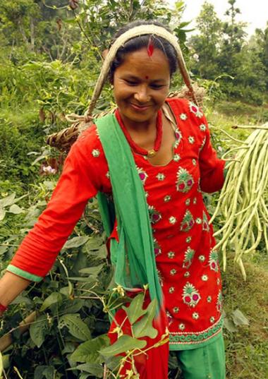 Woman harvesting beans