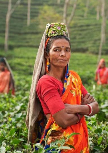 Women working in tea plantation