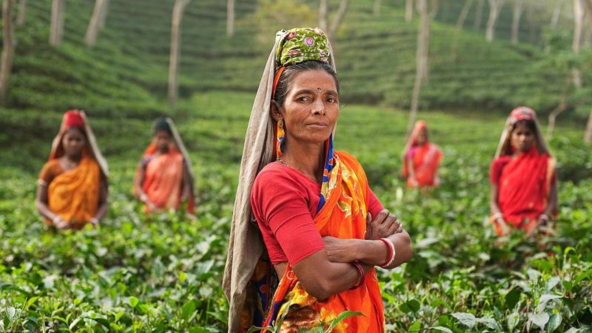 Women working in tea plantation