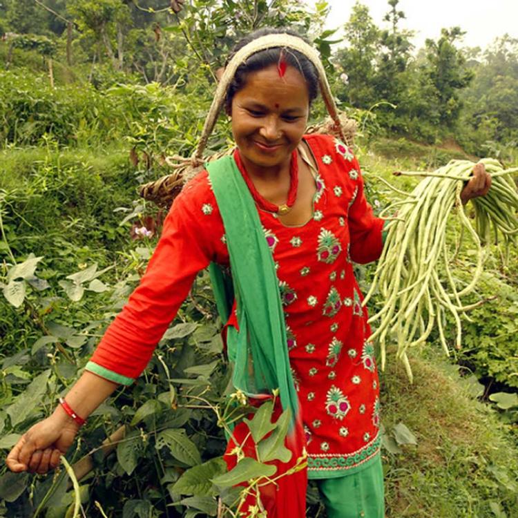 Woman harvesting beans